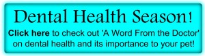 Dental Health Season Button