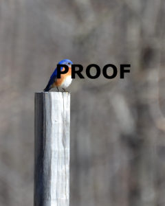 Bluebird on Post Proof