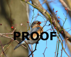 Bluebird taking a berry just before spring Proof