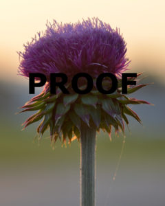 DSC_7030 edit 8×10 sunset purple thistle Oley June 2012 PROOF