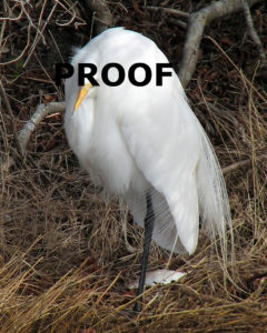 Great Egret 8×10 edited PROOF