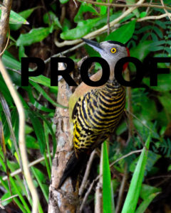 Hispaniola Woodpecker PROOF