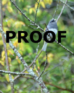 Junco Proof