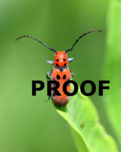 Milkweed beetle PROOF
