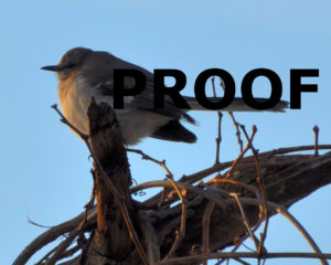 Mockingbird PROOF