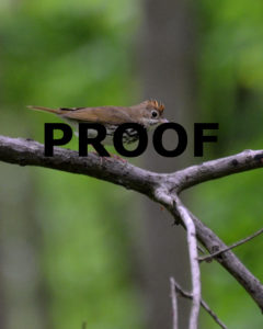 Ovenbird Proof