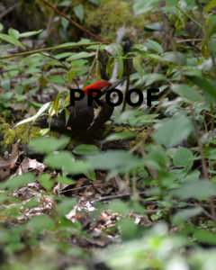Pileated Woodpecker Proof