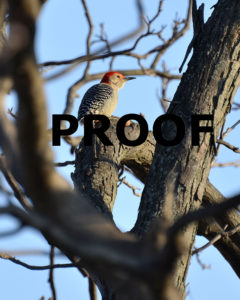 Red Bellied Woodpecker in early spring cracking an acorn 8×10 PROOF
