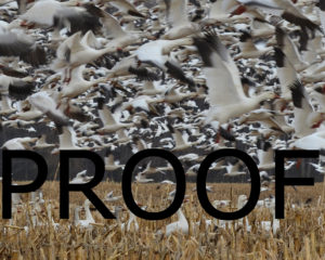Snow Geese Over Corn Proof