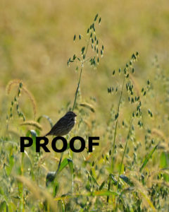 Song Sparrow on grain, early morning October 2011 8×10 vert PROOF