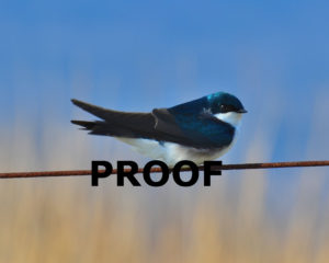 Tree swallow closeup early spring w D7000 PROOF