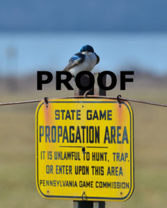 Tree swallow watchman PROOF