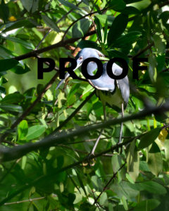 Tricolored Heron Proof