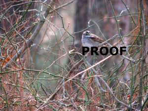 White Throated Sparrow light touch up PROOF
