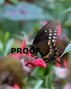 black swallowtail edit 8x10p PROOF