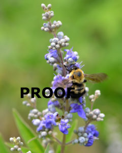 bumblebee on butterfly bush 8X10 PROOF