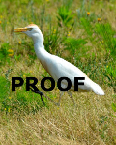 cattle egret Proof