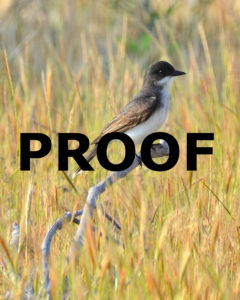 eastern kingbird at assateague 53011 PROOF