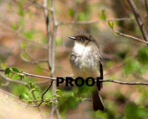 eastern pewee PROOF