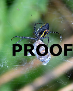 garden spider w butterfly prey 1 PROOF