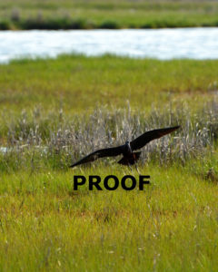 glossy ibis landing PROOF