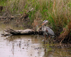 great blue w fish reedit w nikon PROOF