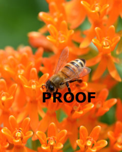 honeybee on butterfly weed 4 PROOF