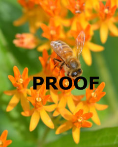 honeybee on butterfly weed PROOF