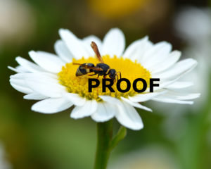 hornet on daisy PROOF