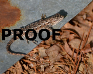 lizard at Garys PROOF