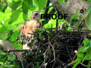 redtail hawk fledgling PROOF