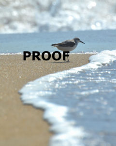 sanderling PROOF