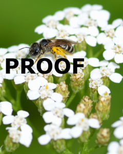 small black and white bee on white yarrow PROOF