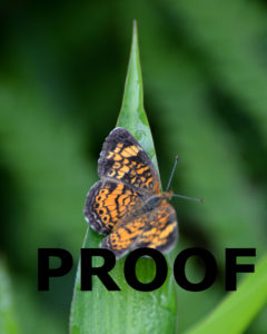 small black orange butterfly 8X10 PROOF