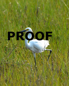 snow egret walking 2 PROOF