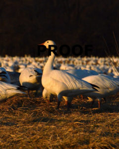 snow goose ground closeup PROOF