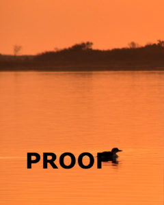 sunrise loon silhouette PROOF