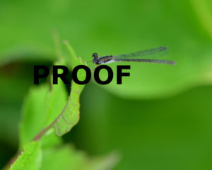 tiny dragonfly PROOF