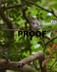 wood thrush PROOF